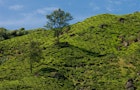 Cameron Highlands Tea Plantations