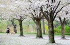 Cherry Blossoms at High Park Toronto